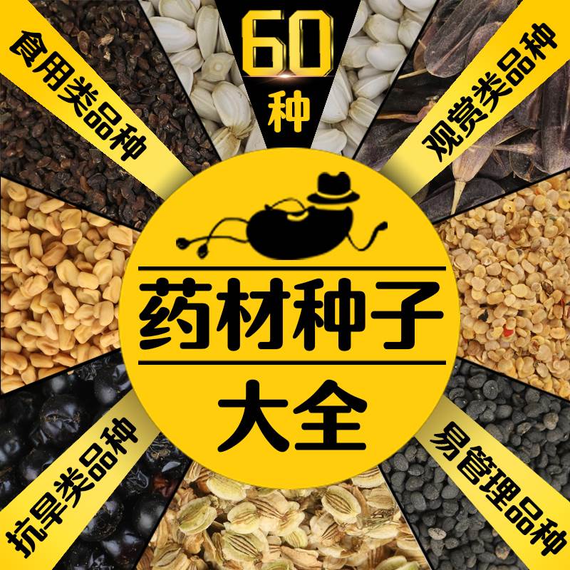 中药材种子大全春季夏枯草桔梗白术丹参甘草荆芥板蓝根黄芪籽种孑图片
