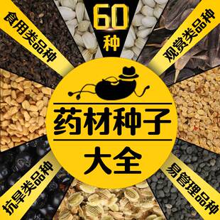 中药材种子大全春季夏枯草桔梗白术丹参甘草荆芥板蓝根黄芪籽种孑