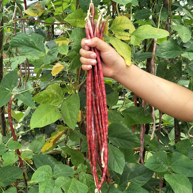 特长豇豆种籽春季播种缸豆菜籽高产紫长豆角种孑蔬菜种子四季易种