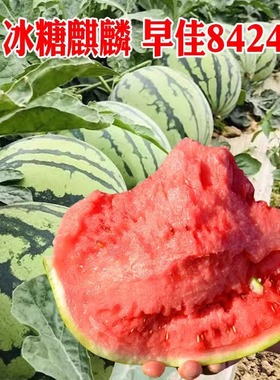 8424麒麟无籽西瓜种子籽特大高产巨型甜王薄皮小四季盆栽水果种孑