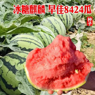 8424麒麟无籽西瓜种子籽特大高产巨型甜王薄皮小四季盆栽水果种孑