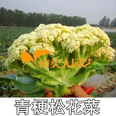 青梗松花菜种子65天80天100天120天花菜花椰菜散花白花菜蔬菜籽孑