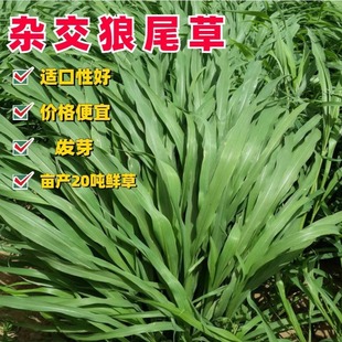 杂交狼尾草种子饲用牧草猪牛羊鸡鸭鱼青储饲料耐旱多次收割鱼草籽