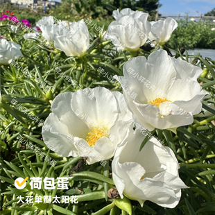 荷包蛋 大号太阳花单瓣花很大宿根针叶不死花耐旱易活楼顶阳台