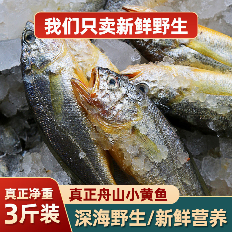真正舟山小黄鱼 深海捕捞海鱼小黄花鱼 生鲜海鲜水产新鲜冷冻烧烤