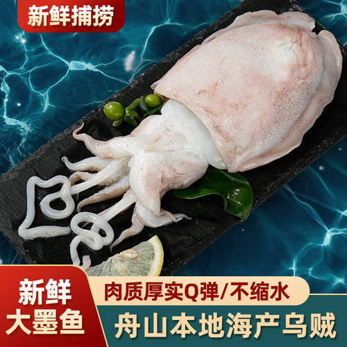 舟山海鲜新鲜大墨鱼乌贼大目鱼