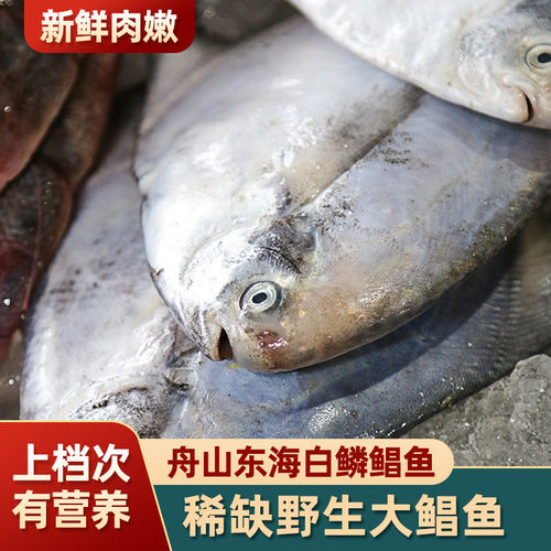 舟山海鲜白鲳鱼新鲜水产大海鱼
