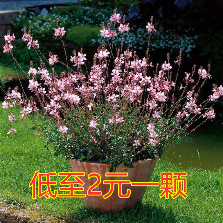 紫叶千鸟花盆栽 山桃草花苗室外庭院花园花镜植物 花卉多年生宿根