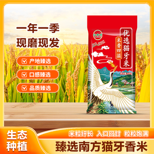 2025年优质新米长粒香大米猫牙香米非真空新鲜便宜晚稻正宗猫牙米