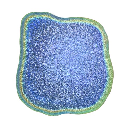结构色 纳米纤维素 棉花 纤维素纳米晶须 磺酸根CNC光子晶体 10%
