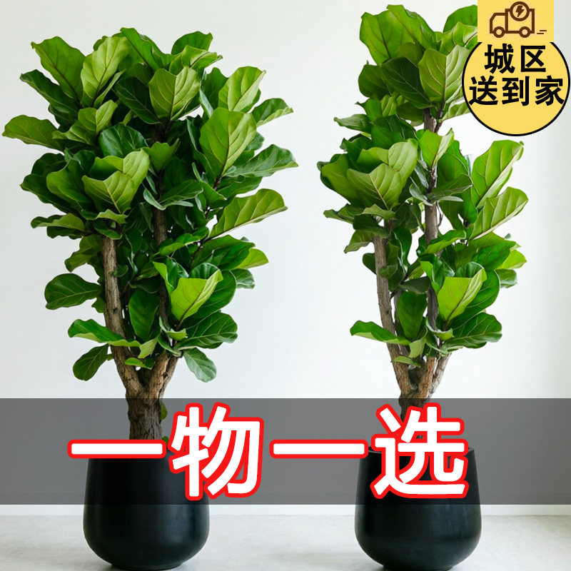 网红植物琴叶榕老桩大型家庭客厅大型绿植/成品组合盆