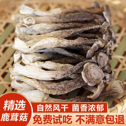 鹿茸菇新鲜干货脆脆菇干货鹿茸菌菇云南特产煲汤食材