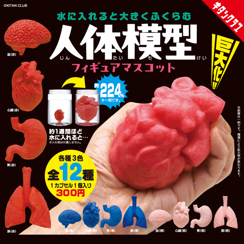 日本正版KITAN泡水会变大的内脏