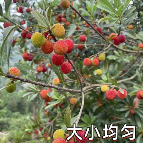 新鲜青红杨梅鲜果10斤泡酒专用小土野山杨梅扬梅孕妇酸水果当季