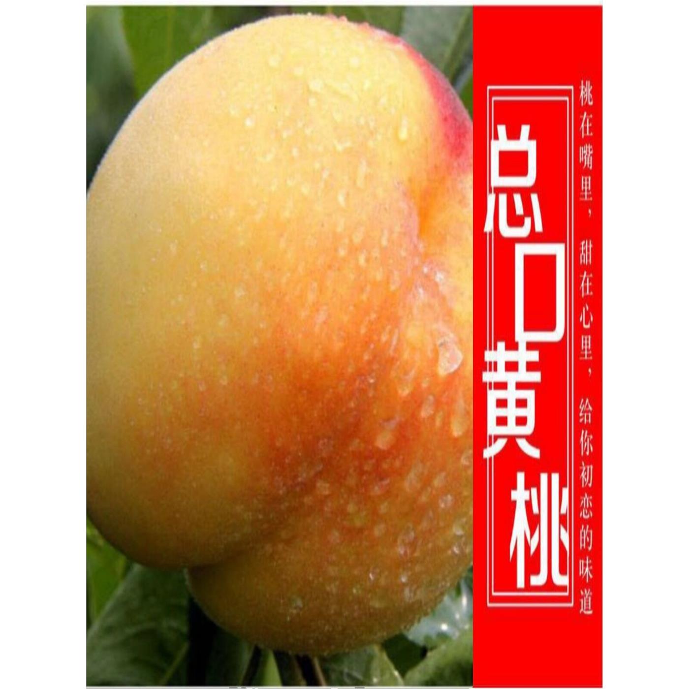 正宗湖北潜江总口锦绣黄