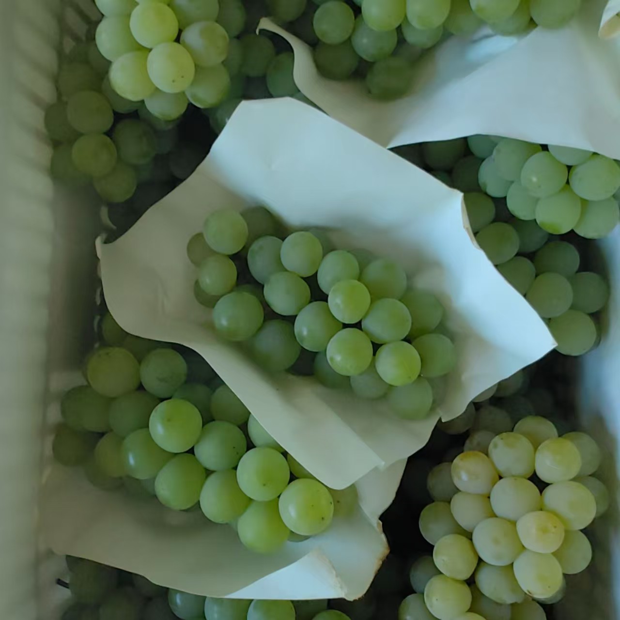 【老品种水晶葡萄】湖南