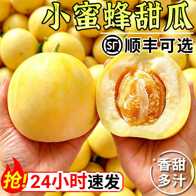 山东小蜜蜂甜瓜蜜罐甜瓜星甜20白糖罐脆甜奶香甜瓜头茬孕妇早甜脆
