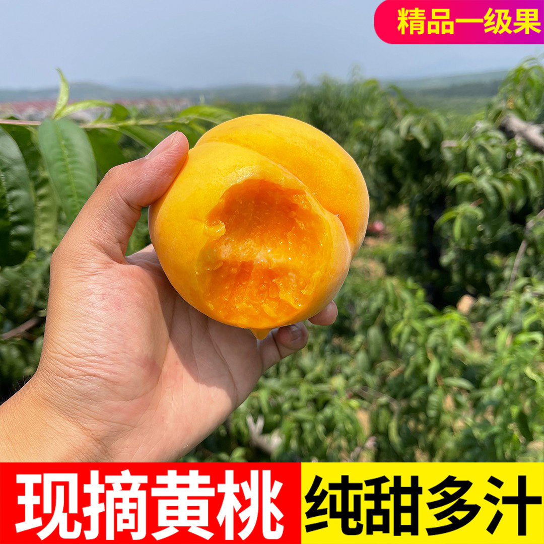 蒙阴黄桃新鲜水果当季孕