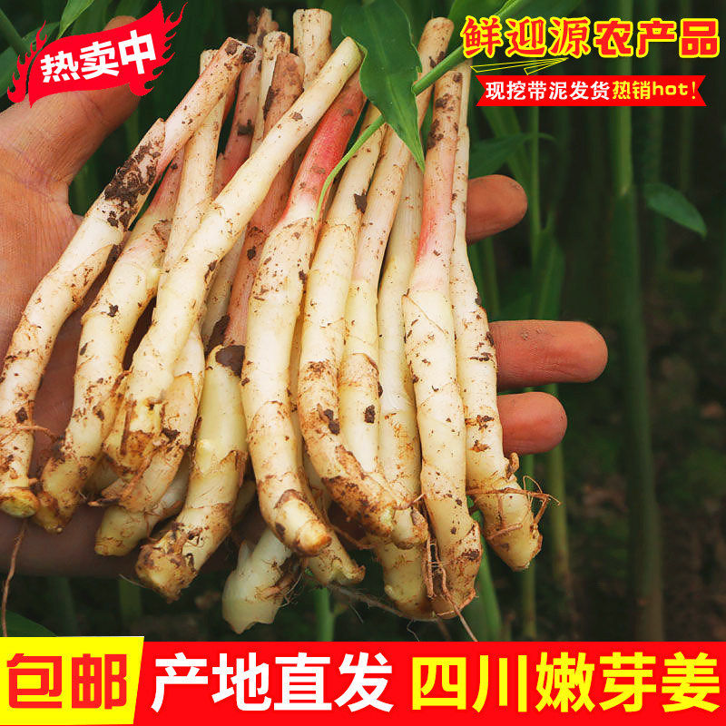 四川新鲜仔姜5斤嫩姜现挖嫩子姜醋泡红芽嫩姜芽每日现挖脆嫩鲜姜