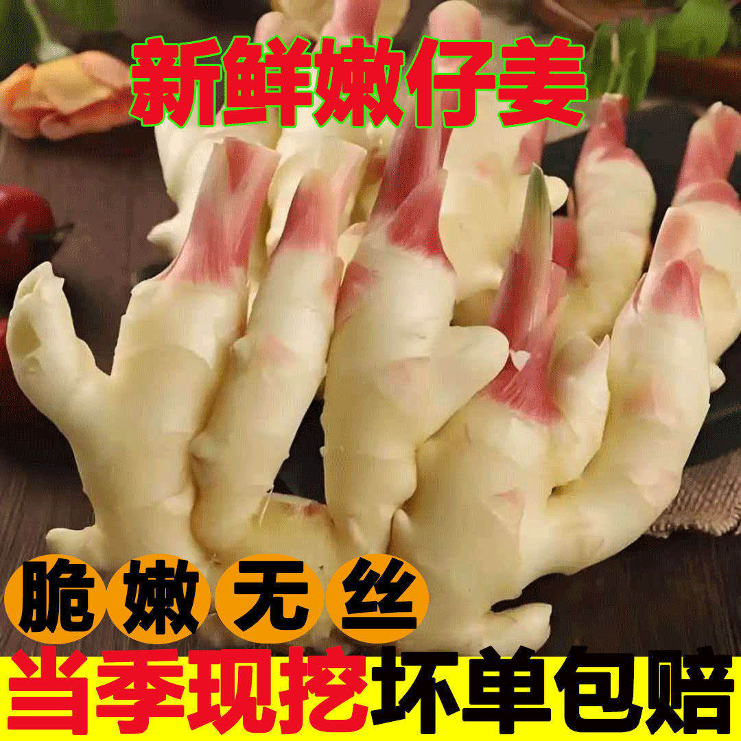 正宗嫩姜农家自种新鲜指头姜仔姜子姜红芽姜生姜非云南四川小黄姜