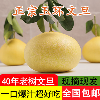 正宗玉环文旦柚子孕妇水果当季新鲜台州楚门特产白心文旦蜜柚包邮