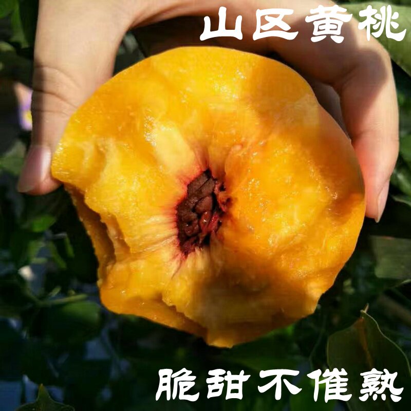 平谷大桃新鲜黄水果农