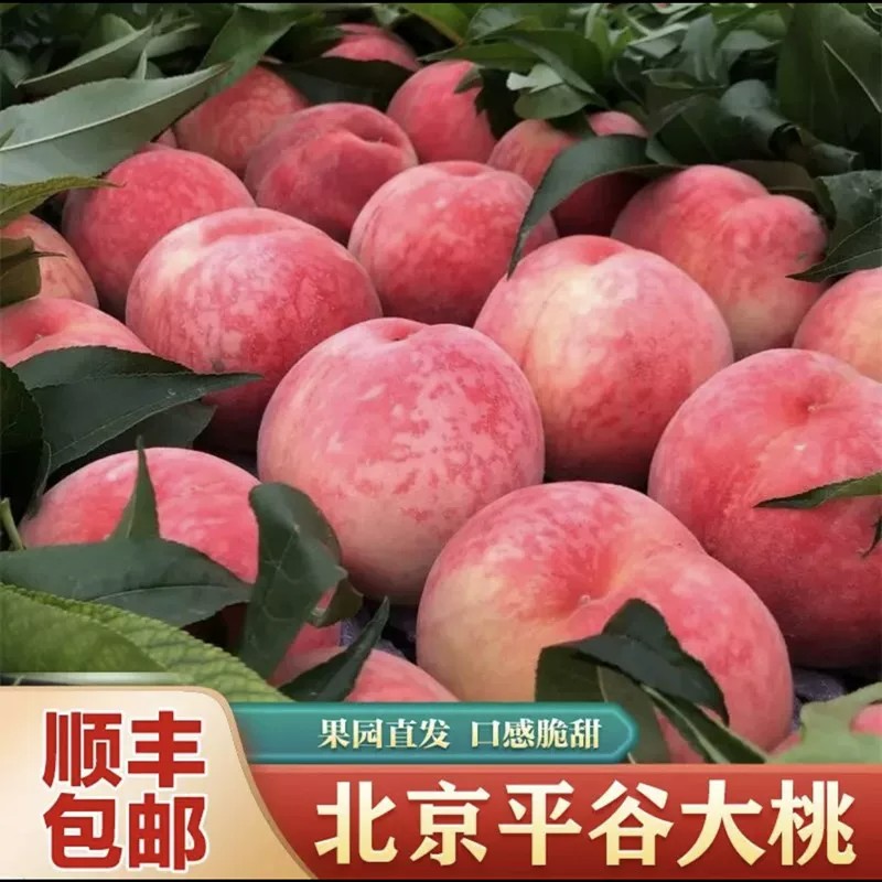北京平谷大桃新鲜桃子现