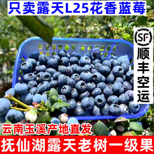 【顺丰空运】云南玉溪澄江抚仙湖露天L25花香蓝莓新鲜摘当季水果