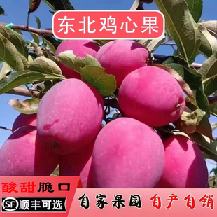 新鲜应季东北鸡心果海棠果大秋果沙果龙丰果吉林苹果水果顺丰包邮