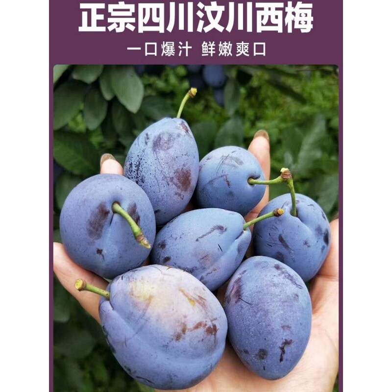 四川汶川高山蓝蜜西梅新鲜水果孕妇宝宝辅食全国五斤整箱全国包邮
