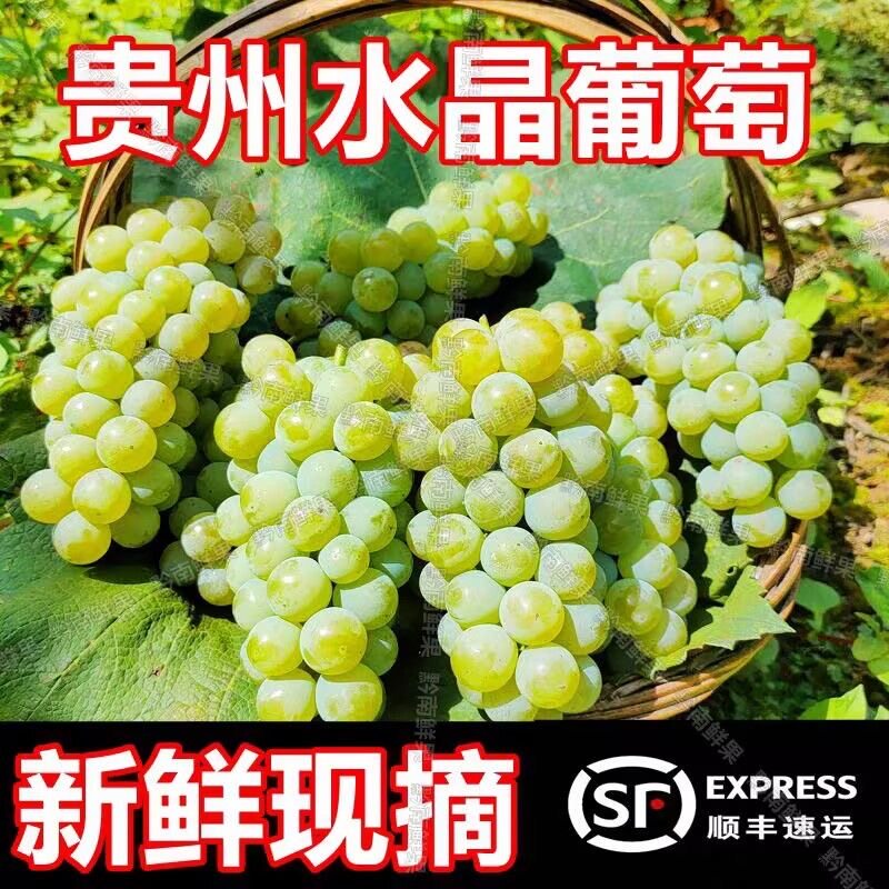 【顺丰】贵州水晶葡萄新