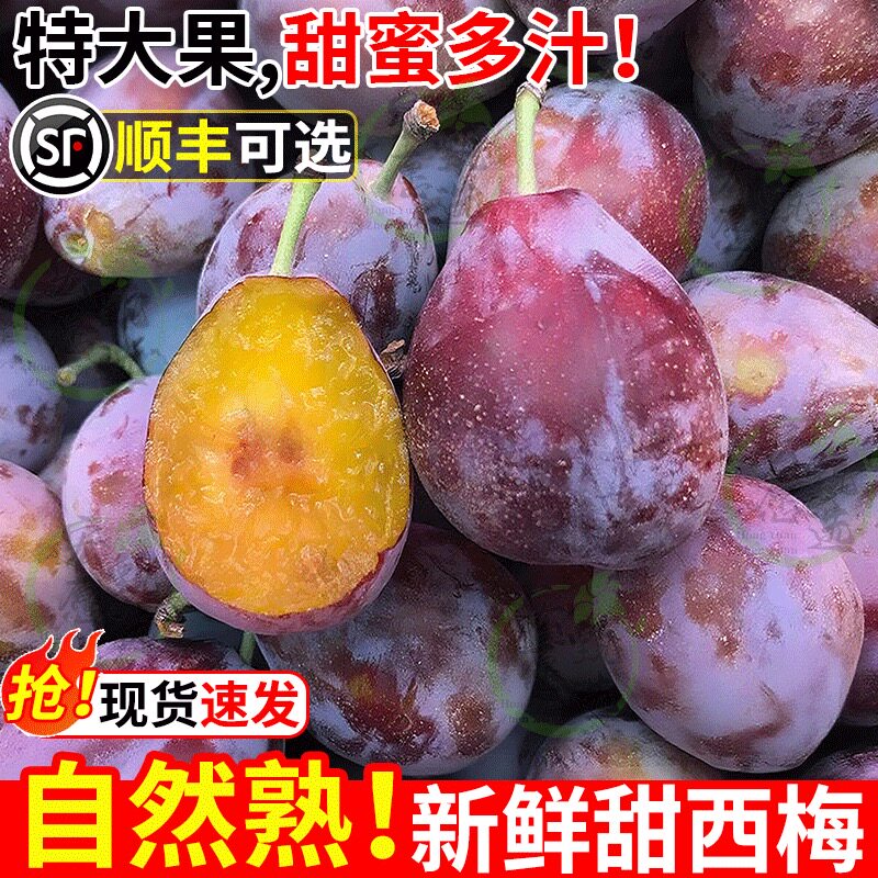 现货高山新鲜西梅正宗蓝