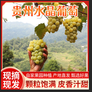 贵州特产水晶葡萄 农家自种土葡萄 新鲜孕妇水果葡萄息烽葡萄