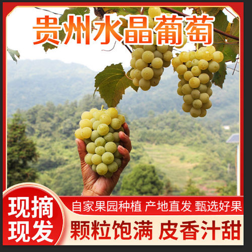 贵州特产水晶葡萄农家自