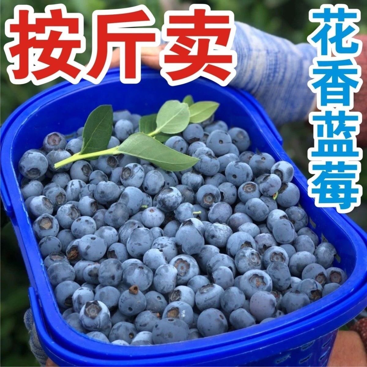 新鲜现摘蓝莓新鲜花香蓝莓现摘一整箱露天蓝莓当季孕妇宝宝水果