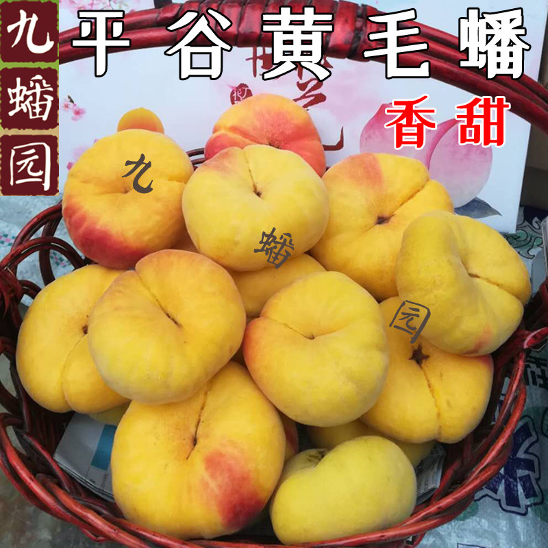 现摘平谷蟠桃黄金毛北京