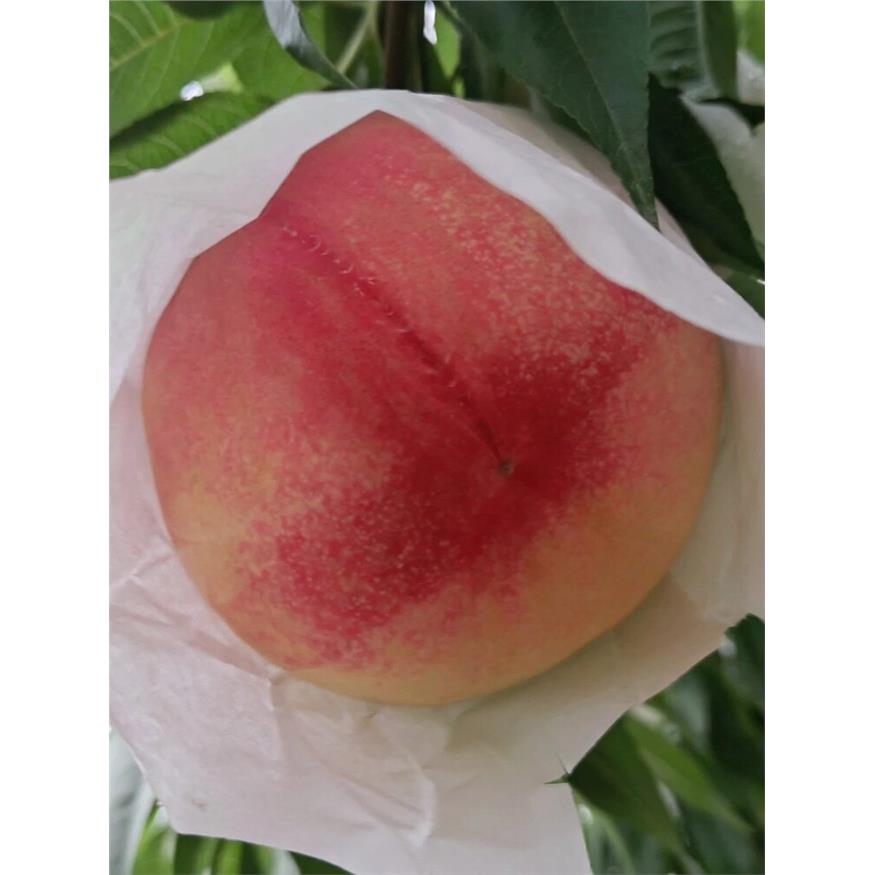 正宗上海南汇水蜜桃大团