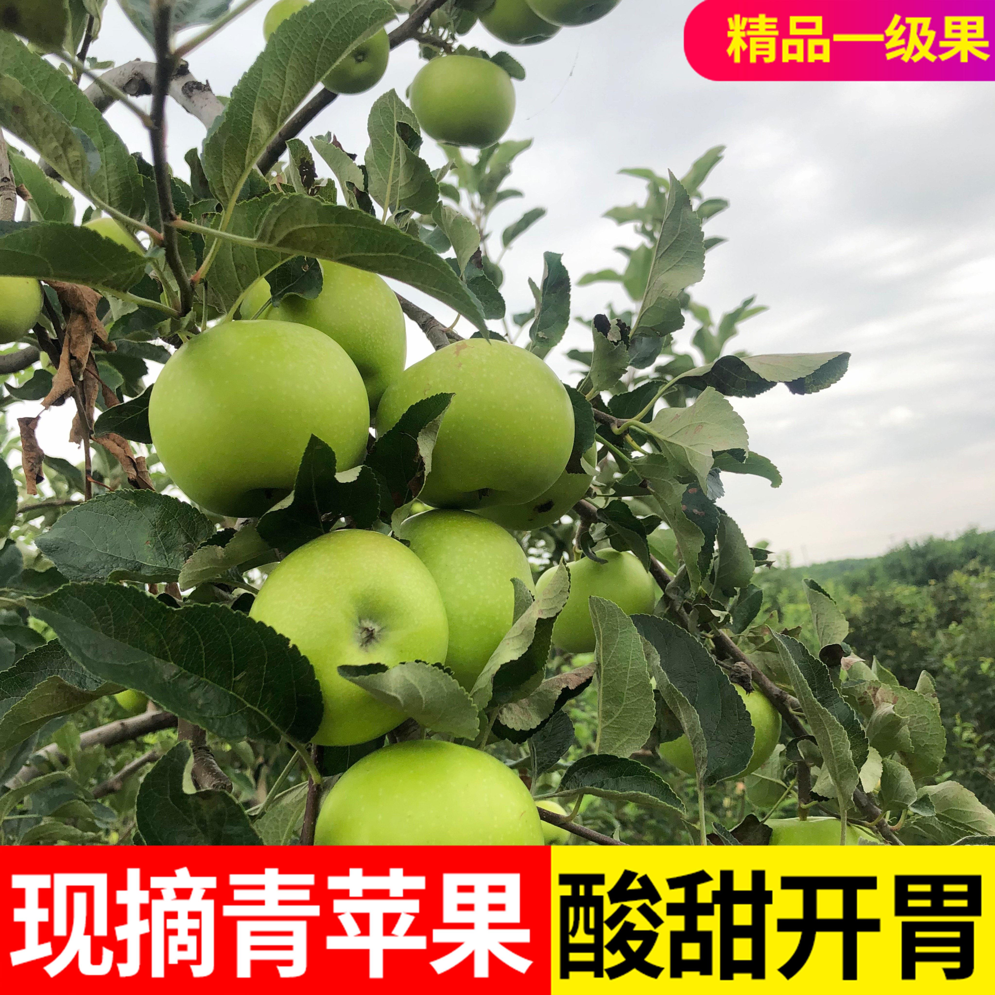 山东新鲜孕妇水果金帅青