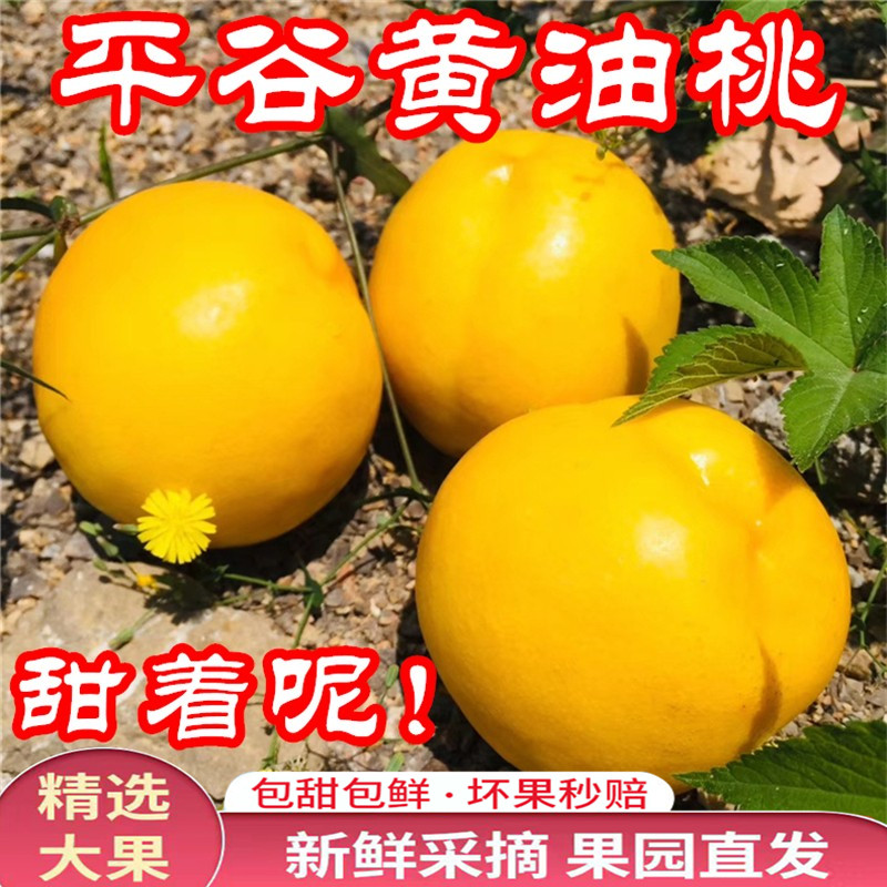 正宗北京平谷澳油黄金油
