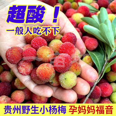 2025贵州野生青红杨梅新鲜青杨山酸杨梅鲜果泡酒现摘专用孕妇水果