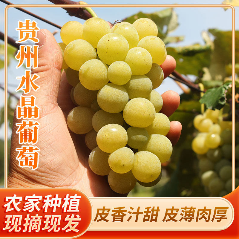贵州特产水晶葡萄农家自