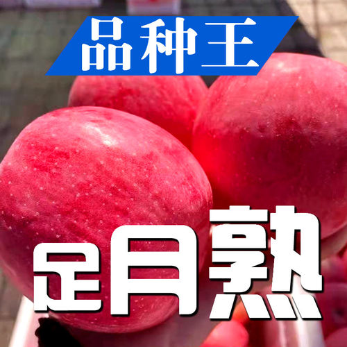 【霜降采摘新果】正宗陕