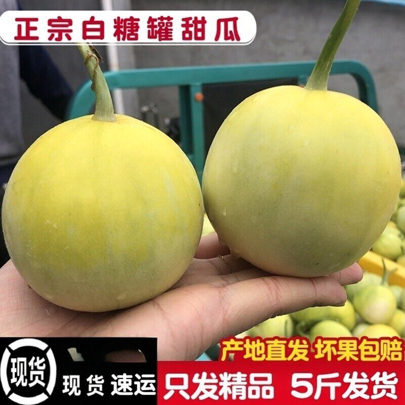 包邮正宗白糖罐甜瓜脆甜瓜新鲜5斤整箱郁金香小香瓜水果现货包邮