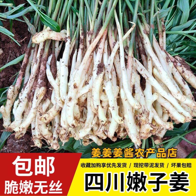 四川嫩姜农家仔姜醋泡姜红芽嫩姜芽现挖鲜嫩姜芽食用生姜口感脆嫩