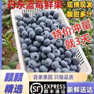 丹东蓝莓鲜果甜精品蓝莓大果同城当季新果孕妇水果非野生新鲜蓝莓