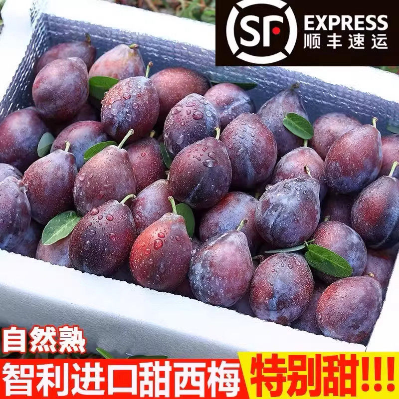正宗智利进口西梅特大果