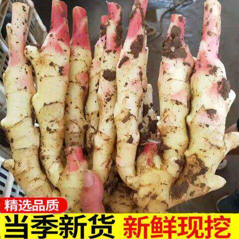 2026年广西鲜嫩仔姜红芽姜嫩生姜新鲜脆嫩微泥嫩姜时令蔬菜醋泡姜