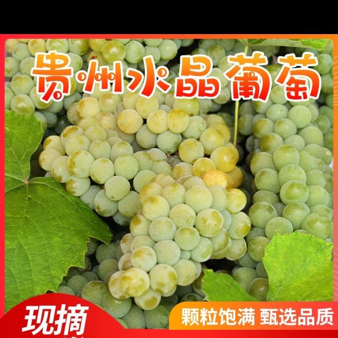 贵州水晶葡萄现摘发货农