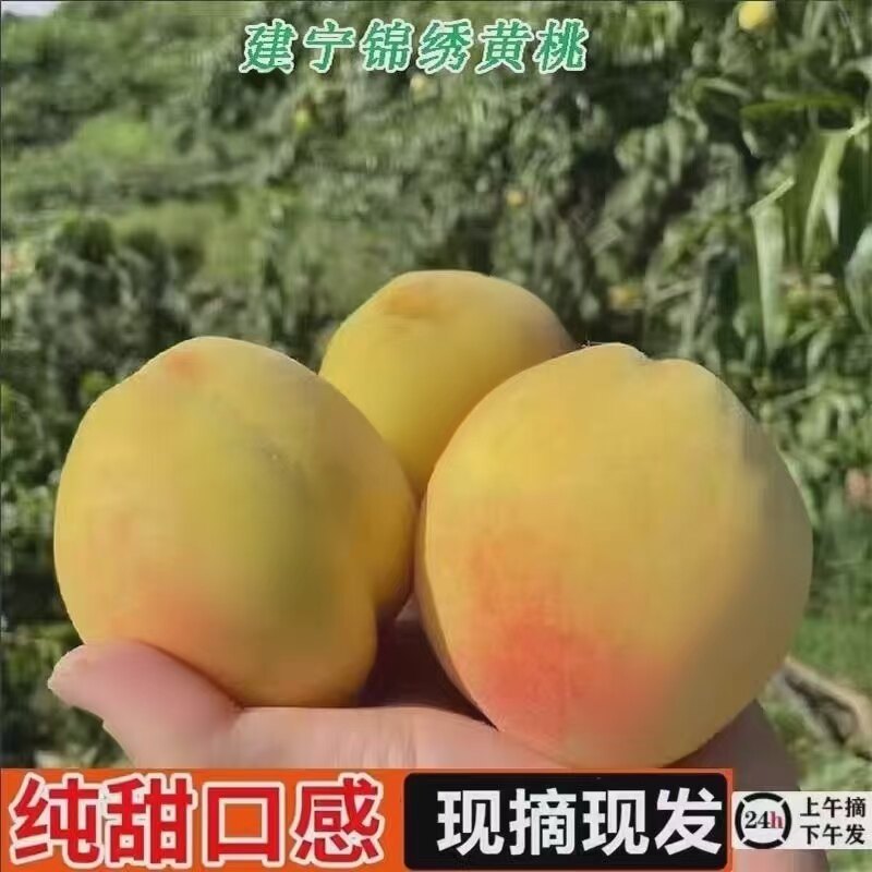 7-8月建宁锦绣黄桃新鲜无