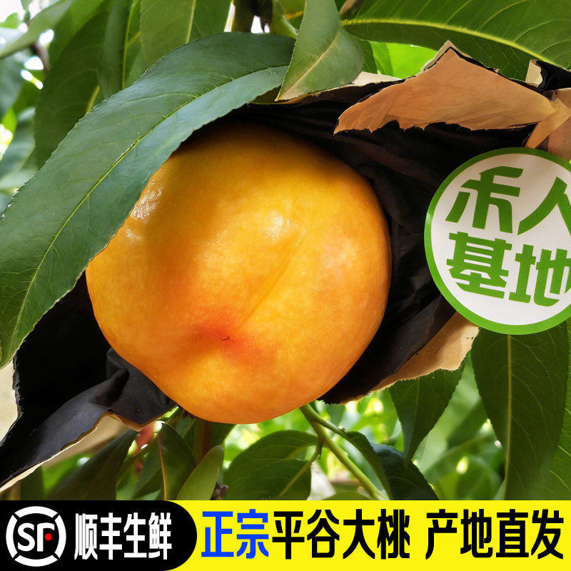 平谷大桃正宗北京新鲜基